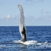 whale_humpback_h_00714_dom2787.jpg